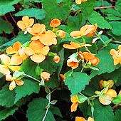 Begonia sutherlandii Seeds - Wild Begonia - South African Indigenous Shade Hardy Perennial