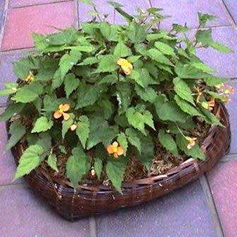 Begonia sutherlandii Seeds - Wild Begonia - South African Indigenous Shade Hardy Perennial