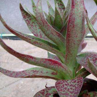 Crassula alba parvisepala Seeds - Indigenous South African Succulent - Combined Worldwide Shipping