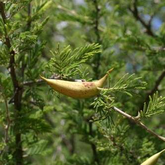 5 Acacia luederitzii Seeds - False Umbrella Thorn Tree - Beautiful Hardy Indigenous Tree - Edible