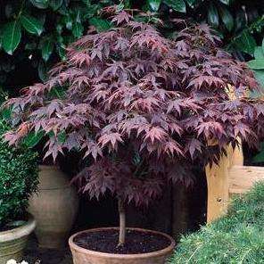 10 Acer palmatum atropurpureum - Red Japanese Maple Bonsai Seeds + Free eBook - Exotic Frost Hardy