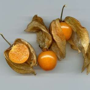 10 Cape Gooseberry Seeds - Physalis peruviana Fruit Seeds - Appelliefie - Annual Perennial Medicinal