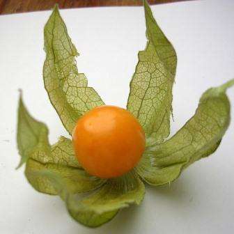 10 Cape Gooseberry Seeds - Physalis peruviana Fruit Seeds - Appelliefie - Annual Perennial Medicinal