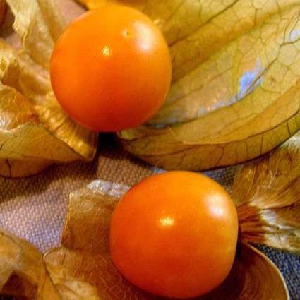 Cape Gooseberry Seeds - Physalis peruviana Fruit Seeds - Appelliefie - Annual Perennial Medicinal