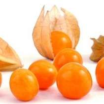 50 Cape Gooseberry Seeds - Physalis peruviana Fruit - Appelliefie - Bulk Annual Perennial Medicinal