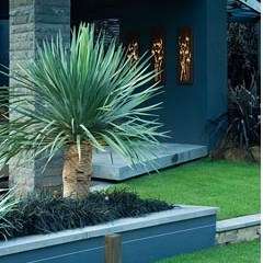 5 Dragon's Blood Tree Seeds - Canary Island - Dracaena draco Seeds - Magical - Evergreen