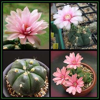 10 Gymnocalycium buenekeri Cactus Seeds +++ Get FREE GIFTS with ALL Orders - Succulents Kakteen