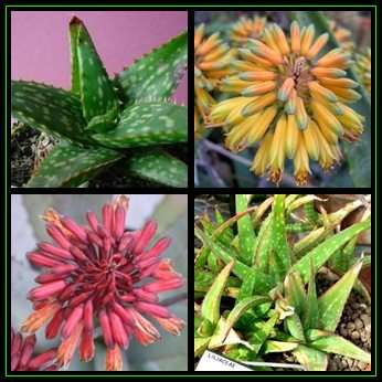 Aloe sinkatana - 5 Seed Pack - Exotic Succulent from Sudan - Worldwide Shipping, NEW