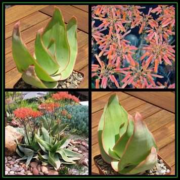 Aloe striata - Coral Aloe - 20 Seed Pack - Indigenous Succulent - Worldwide Shipping, NEW
