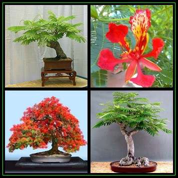 Delonix regia Bonsai Seeds - Royal poinciana, Flamboyant, Flame Tree - Exotic New
