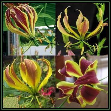 Gloriosa carsonii - 10 Seed Pack - Beautiful Rare Indigenous Tuberous Perennial Climber - NEW
