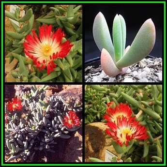 Astridia longifolia Seeds - Indigenous South African Succulent Mesemb - NEW