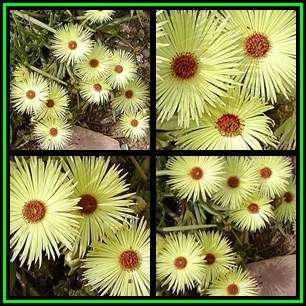 Cephalophyllum pillansii Seeds - Indigenous Succulent Mesemb - Combined Global Shipping - NEW