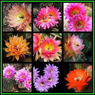Echinopsis Mixed Species Seeds - Exotic Cactus - Insured Combined Shipping, NEW