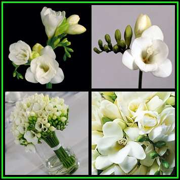 5 BULBS - Freesia - White Flowers - Scented Spring Flowers - Indigenous Bulbs - NEW