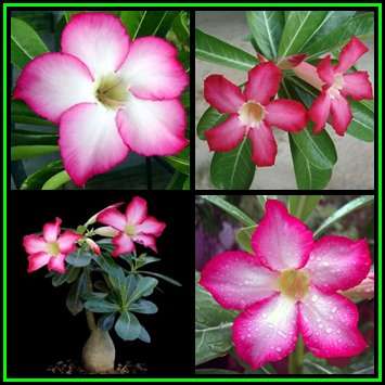 Adenium obesum - 10 Seed Pack - Exotic Succulent Bonsai Shrub Tree - Combined Global Shipping - NEW