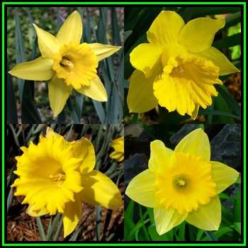 3 BULBS - Daffodil - Narcissus Flower Carpet - Scented Flowers Plant Autumn for Spring Flowers - NEW