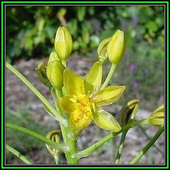 Bulbine abyssinica Seeds - Indigenous Succulent - Worldwide Shipping, NEW
