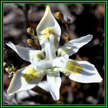 Moraea fugax Seeds - Indigenous Endemic Edible Perennial Bulb - Combined Shipping - New