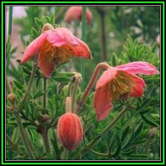 Clematopsis scabiosifolia - 10 Seed Pack - Indigenous Perennial Shrub - New