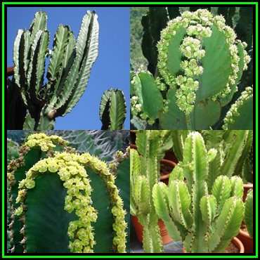 Euphorbia ingens Seeds - Indigenous Succulent Medicinal Tree - Insured Combined Shipping - NEW