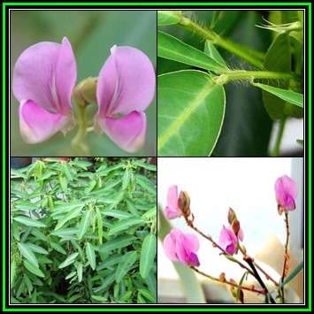 Dancing Plant, Telegraph Plant - Desmodium gyrans - 5 Seed Pack - Exotic Shrub - New