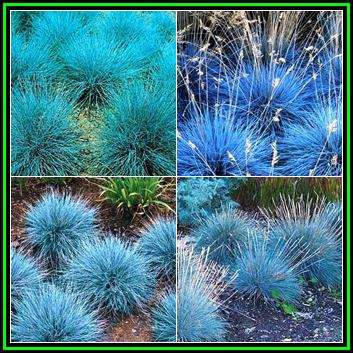 Festuca glauca - Blue Mondo Grass Seeds - Drought Tolerant Evergreen Grass - New