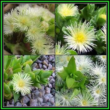 Sceletium tortuosum Kanna - 10 Seed Pack - Indigenous Ethnobotanical Succulent Mesemb Herb - NEW