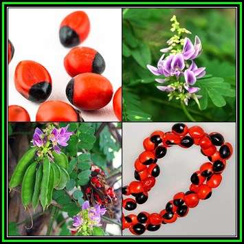 Abrus precatorius Seeds - Indigenous Perennial Medicinal Climber - Flat Ship Rate - New