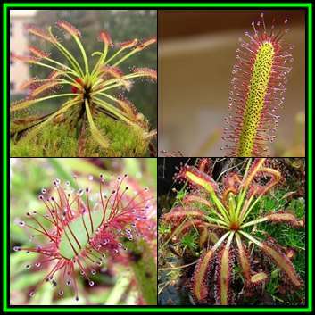 Drosera capensis - Carnivorous Sundew Seeds - Endemic Ethnobotanical Houseplant - New
