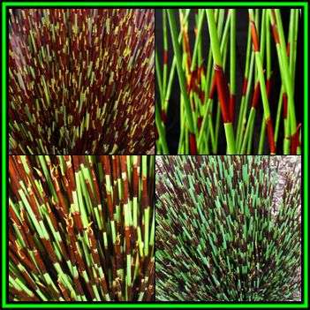 Cape Thatching Reed, Dakriet - Elegia tectorum Seeds - Indigenous Ornamental Grass - New