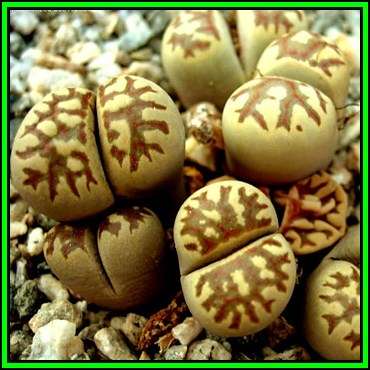 Lithops doretheae - 20 Seed Pack - Living Stones Indigenous Endemic Succulent Mesemb - NEW