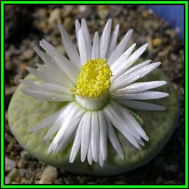 Lithops fulviceps var fulviceps Seeds - Stoneplants Indigenous Endemic Succulent Mesemb - NEW