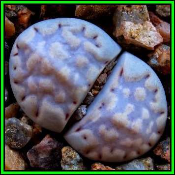 Lithops julii var fulleri Seeds - Beeskloutjies Indigenous Endemic Succulent Mesemb - NEW