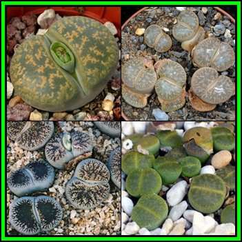 Lithops lesliei Mixed Forms - 5 Seed Pack - Stoneplants Indigenous Endemic Succulent - NEW