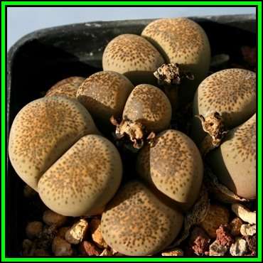 Lithops terricolor Prins Albert Form Seeds - Flowering Stones Indigenous Succulent Mesemb - NEW