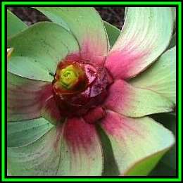 Leucadendron tinctum - 10 Seed Pack - Endemic Shrub Protea Evergreen Cut Flower Fynbos - New