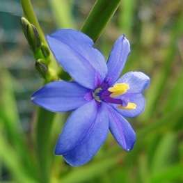 Aristea monticola Seeds - Indigenous Evergreen Bulbs Seeds