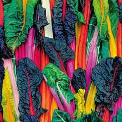 30 Bright Lights Swiss Chard - Spinach - Vegetable Seeds ~ Beta vulgaris var. cicla Seeds