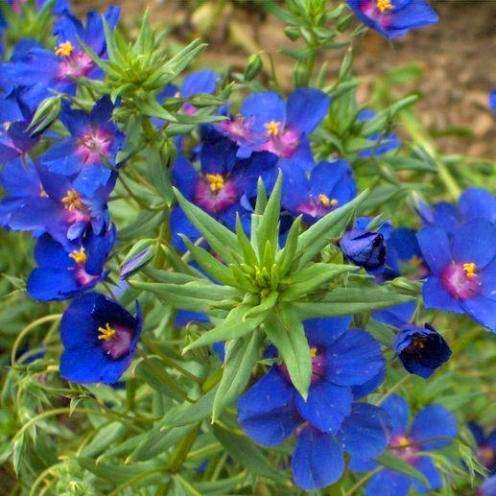 25 Blue Pimpernel Seeds - Anagallis monelli Seeds - Annual
