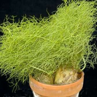 Bowiea volubilis - 10 Seed Pack - Indigenous South African Succulent Bulb - Flat Ship Rate