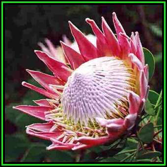 Protea cynaroides - Winter Flowering - King Protea - Indigenous Cut Flower Shrub, New