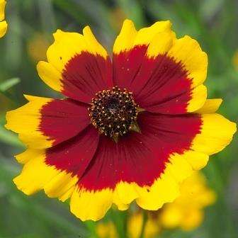 Cosmidium burridgeanum Seeds - Cosmidium 'Brunette' - Sow Spring - Annual Seeds