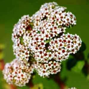 Crassula setulosa Seeds - Indigenous South African Creeping Succulent - Global Shipping