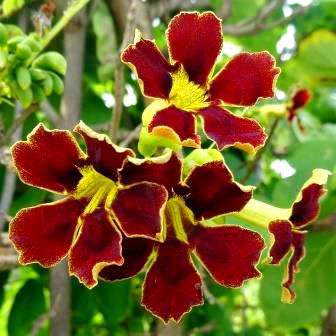 10 Markhamia zanzibarica Seeds - Bell bean tree, Klokkiesboontjieboom - Indigenous