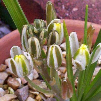 10 Albuca setosa Seeds - Indigenous Perennial Bulb - Insured Combined International Delivery