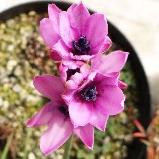 Babiana purpurea Seeds - Indigenous - South African Native Bulbous Perennial - Worldwide Shipping!