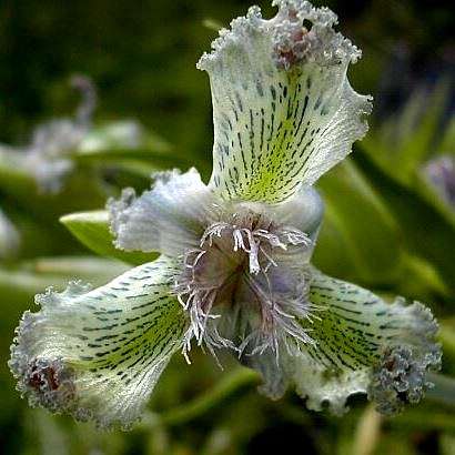 Ferraria ferrariola Seeds - Indigenous South African Perennial Bulb - Flat Insured Ship Rate