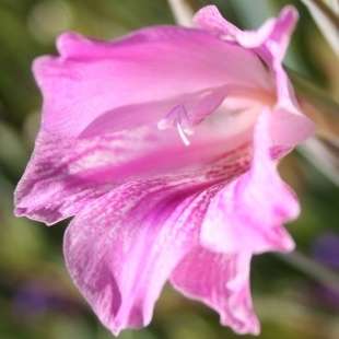 Gladiolus caryophyllaceus Seeds - Indigenous South African Rare Endemic Perennial Bulb