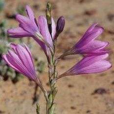 5 Ixia latifolia Seeds - Indigenous South African Endemic Perennial Bulb Seed from Africa
